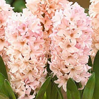 Гіацинт Apricot Passion