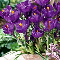 Крокус Flower Record великоквітковий