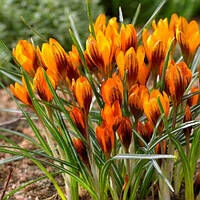 Крокус Orange Monarch бот. 5/7