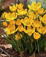 Крокус Yellow гіга 7/8