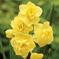 25ос.циб.Нарцис Yellow Chefulness 12/14-50.0