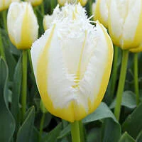 Тюльпан Lemon Beauty отороч. 10/11