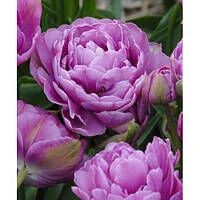 Тюльпан Liliac Perfection махр.багатокв. 10/11