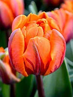 Тюльпан Orange Princess махр. 12/+