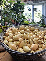 Цибуля Радар золота, 1кг